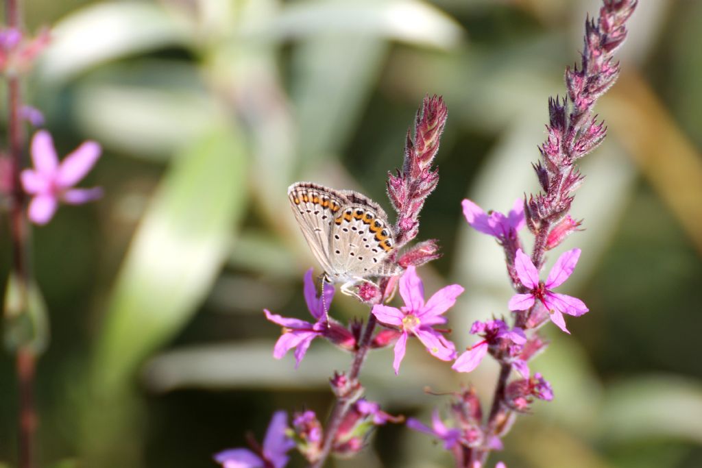 Forse Plebejus idas?